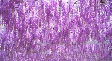 蘇州：絕美紫藤瀑布鋪展成畫